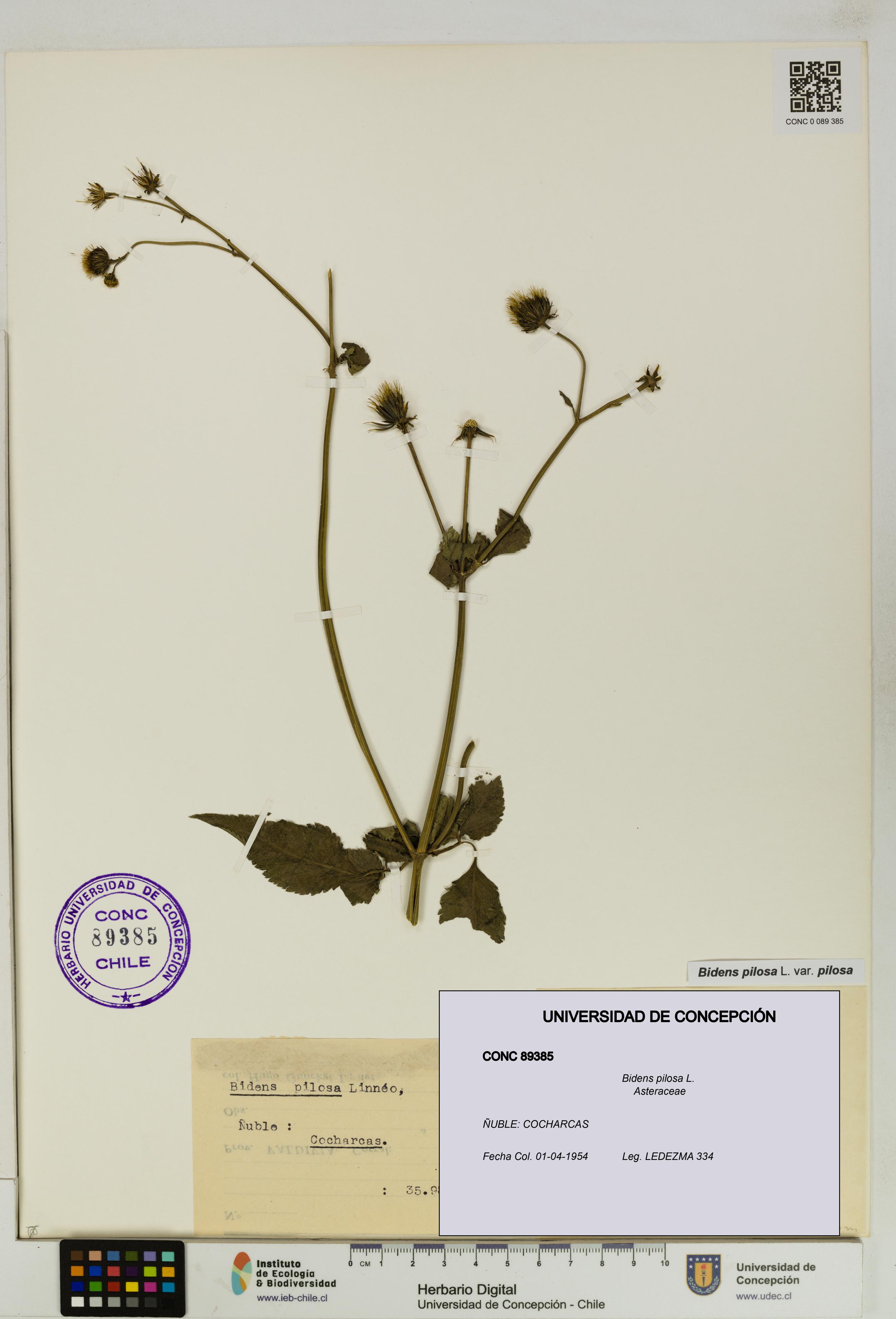 Bidens pilosa [Espécimen: UDEC:CONC:0089385]
