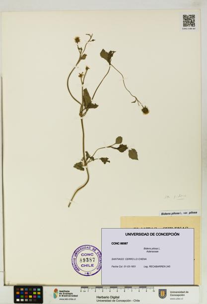 Bidens pilosa [Espécimen: UDEC:CONC:0089387]