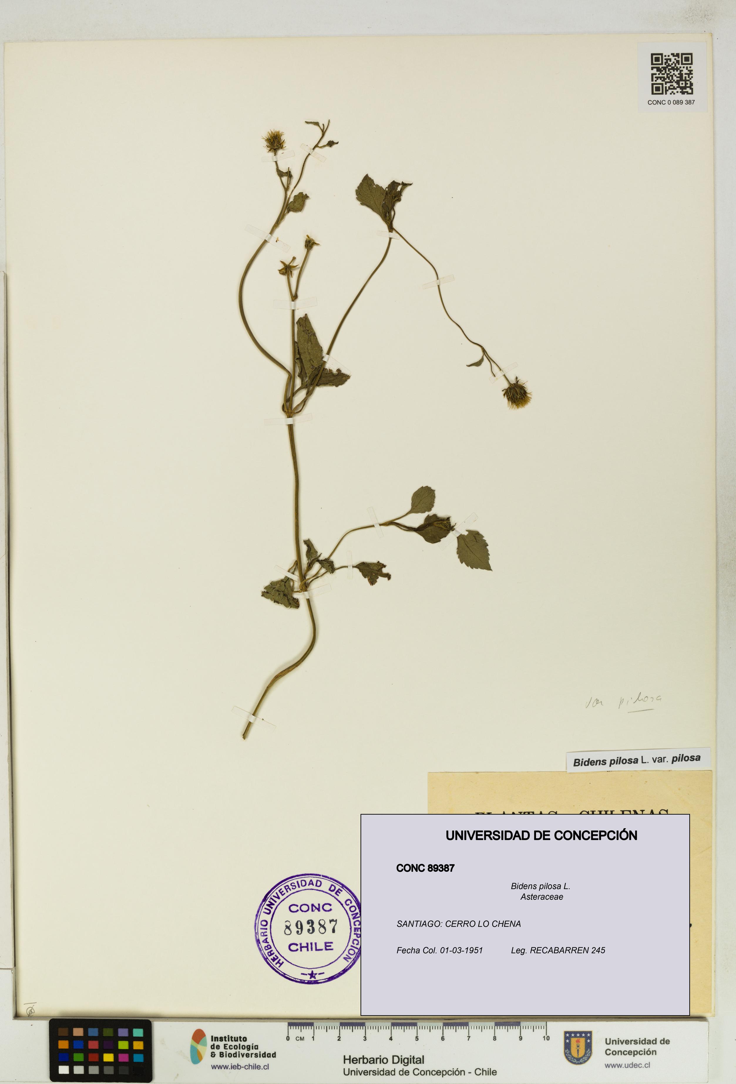 Bidens pilosa [Espécimen: UDEC:CONC:0089387]