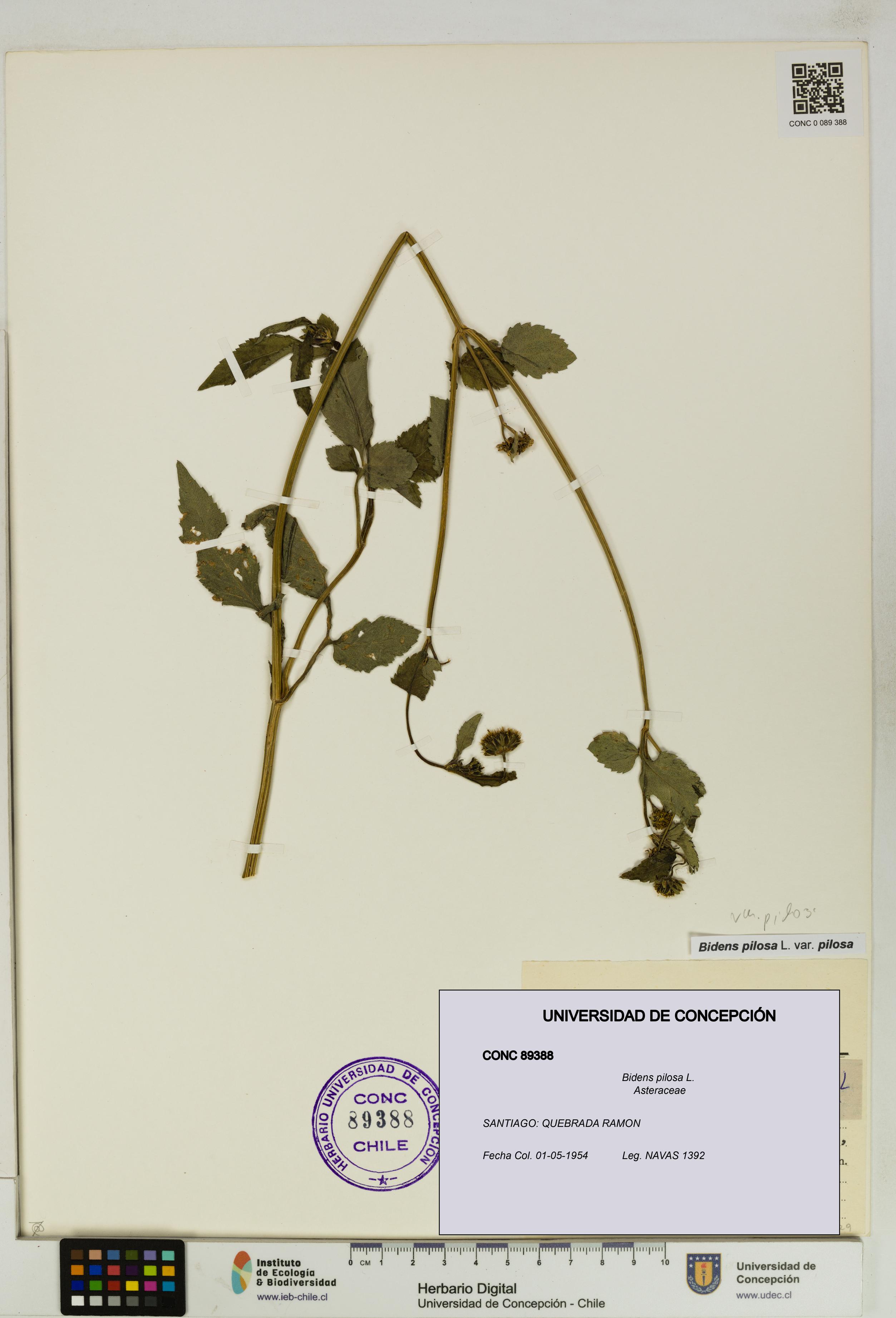 Bidens pilosa [Espécimen: UDEC:CONC:0089388]