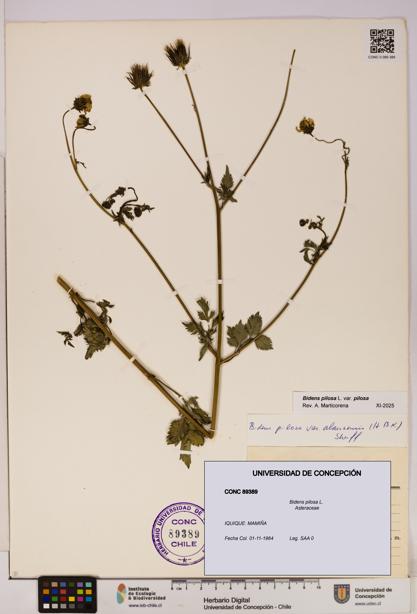 Bidens pilosa [Espécimen: UDEC:CONC:0089389]