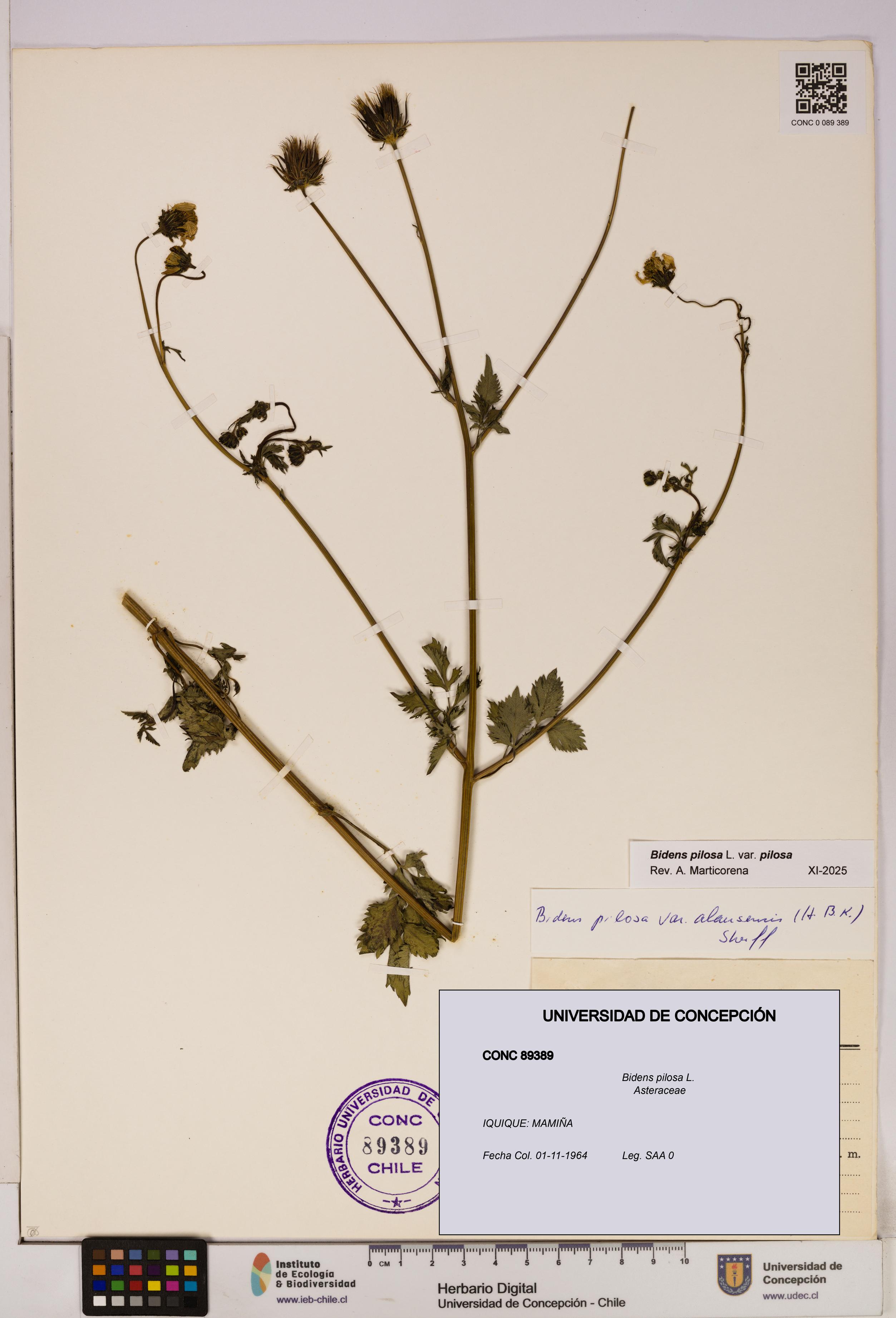 Bidens pilosa [Espécimen: UDEC:CONC:0089389]