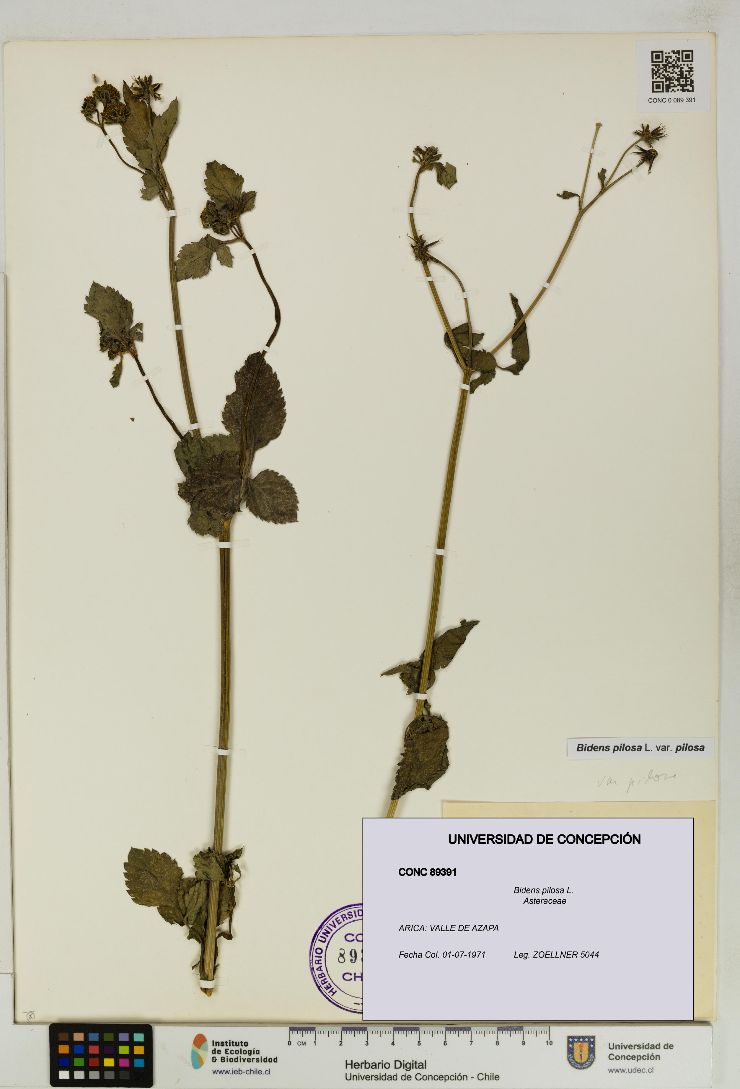 Bidens pilosa [Espécimen: UDEC:CONC:0089391]
