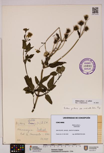 Bidens pilosa [Espécimen: UDEC:CONC:0089392]