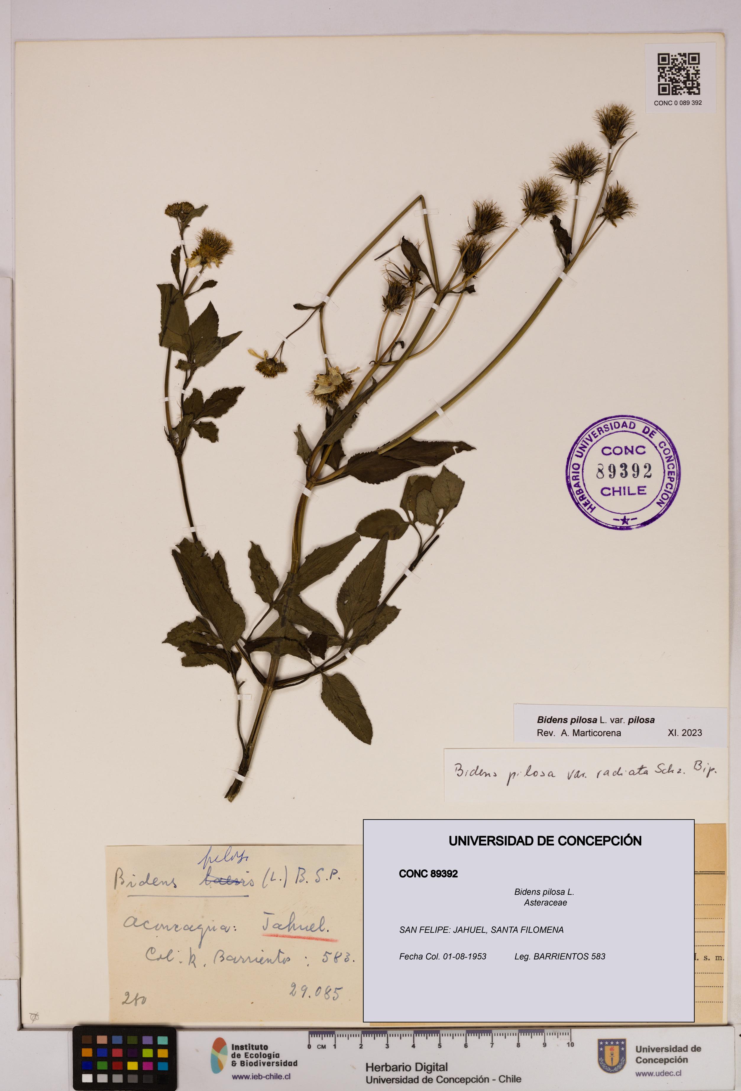 Bidens pilosa [Espécimen: UDEC:CONC:0089392]