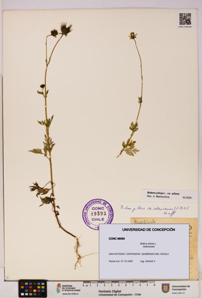 Bidens pilosa [Espécimen: UDEC:CONC:0089393]