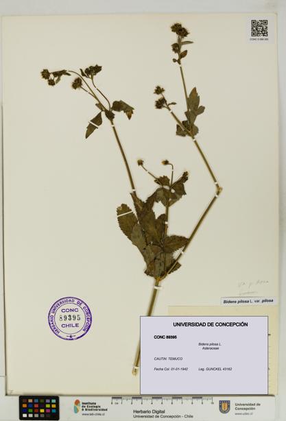 Bidens pilosa [Espécimen: UDEC:CONC:0089395]