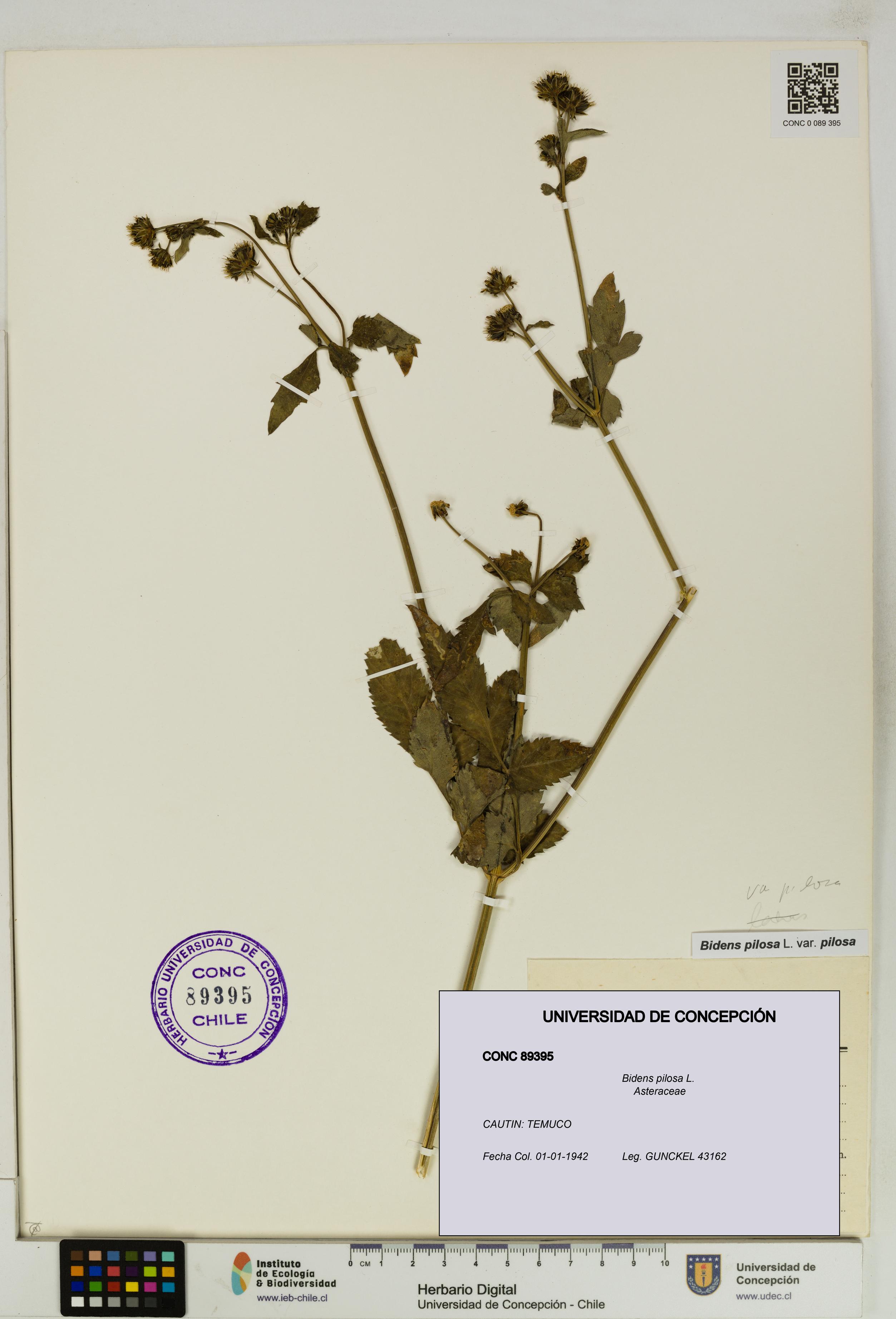 Bidens pilosa [Espécimen: UDEC:CONC:0089395]