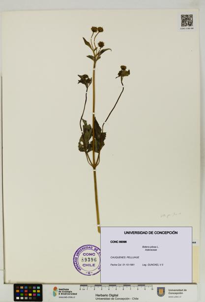 Bidens pilosa [Espécimen: UDEC:CONC:0089396]