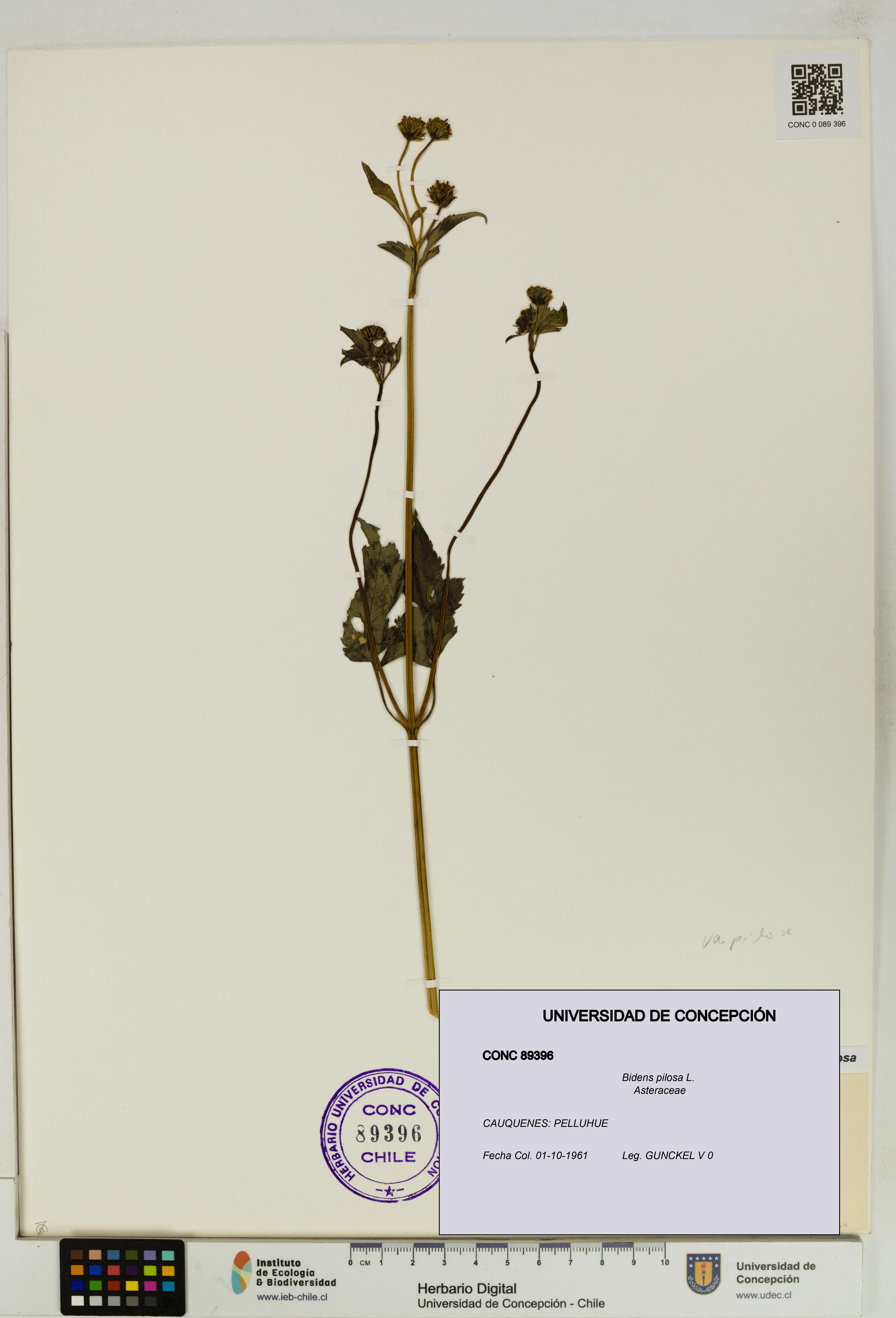Bidens pilosa [Espécimen: UDEC:CONC:0089396]