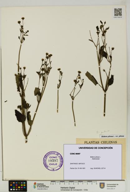 Bidens pilosa [Espécimen: UDEC:CONC:0089397]