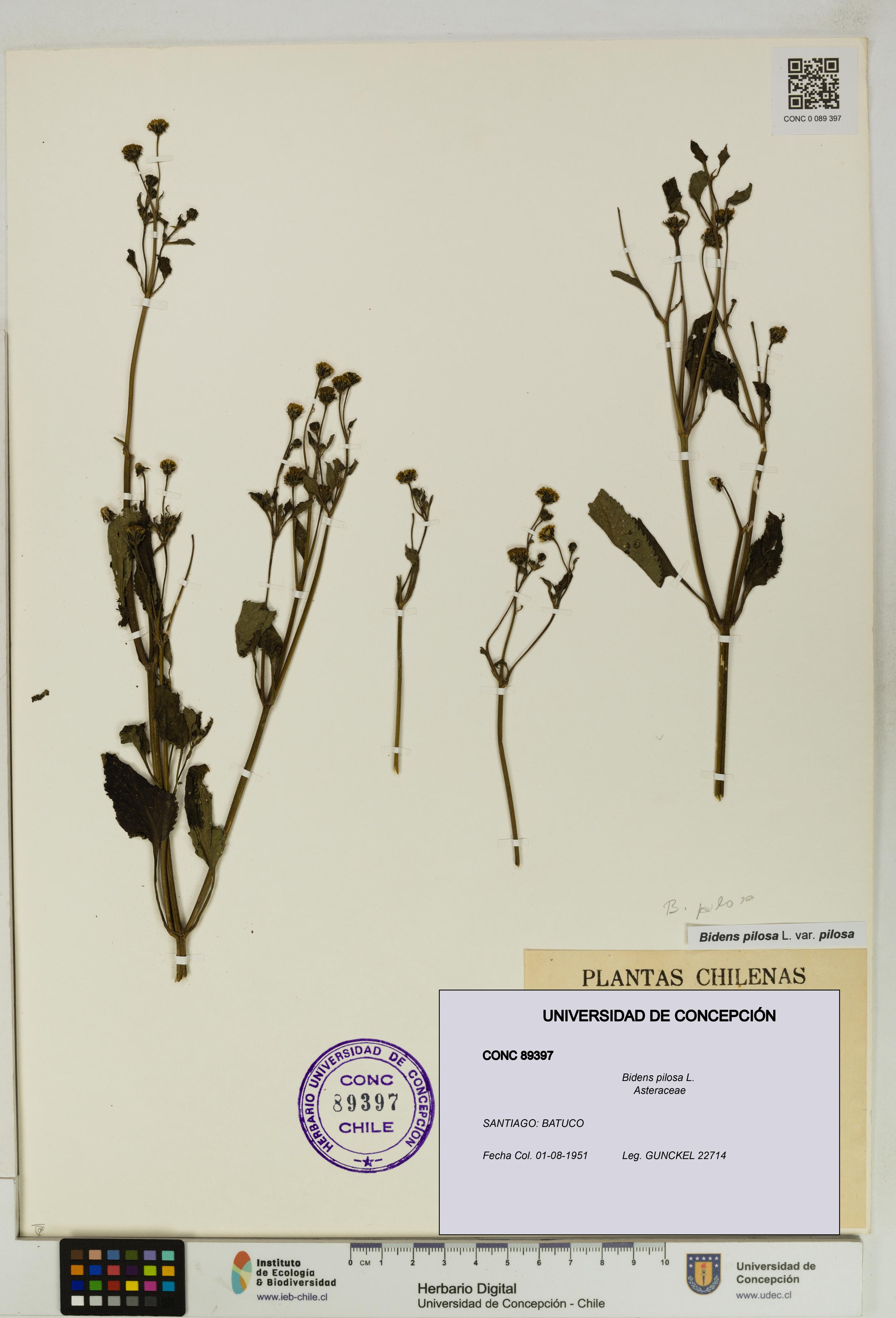Bidens pilosa [Espécimen: UDEC:CONC:0089397]