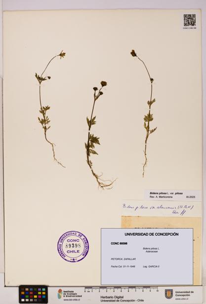 Bidens pilosa [Espécimen: UDEC:CONC:0089398]