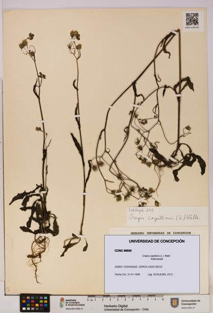 Crepis capillaris [Espécimen: UDEC:CONC:0089500]