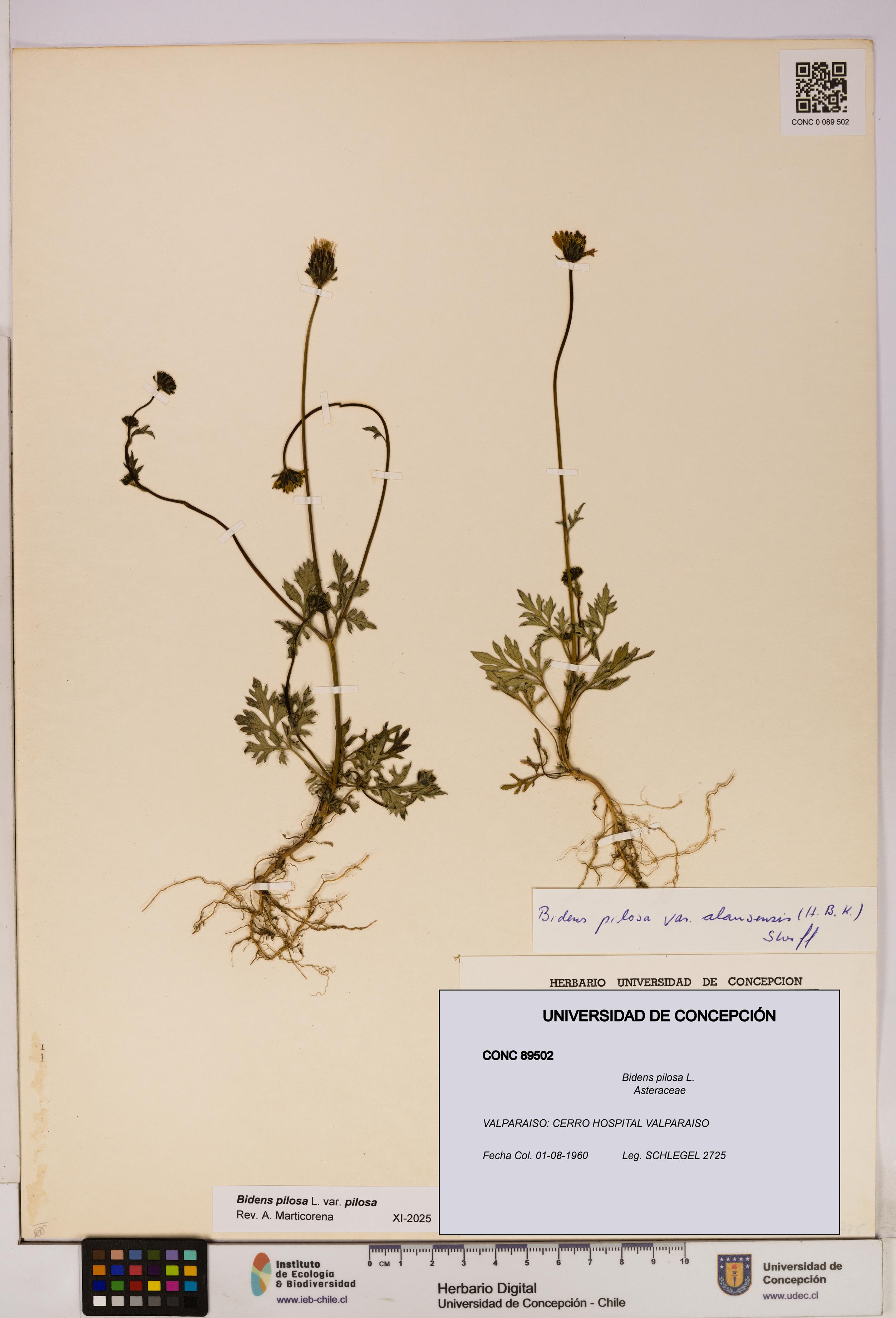 Bidens pilosa [Espécimen: UDEC:CONC:0089502]