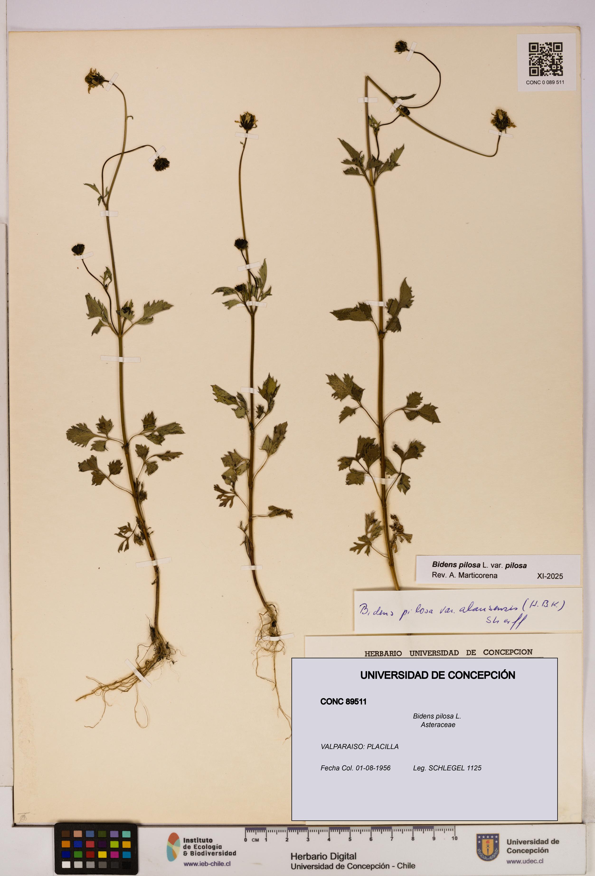 Bidens pilosa [Espécimen: UDEC:CONC:0089511]