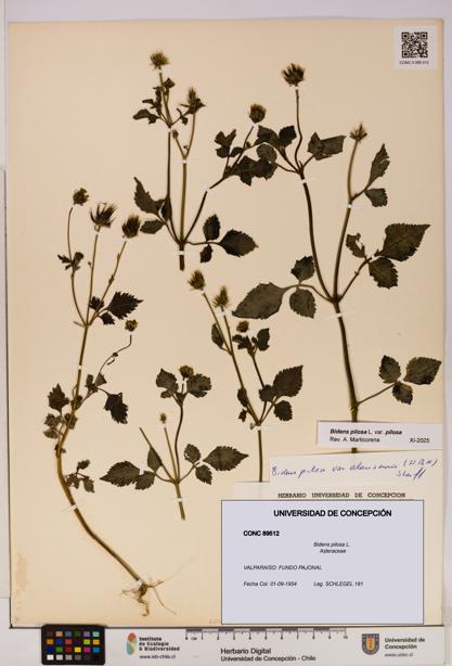 Bidens pilosa [Espécimen: UDEC:CONC:0089512]