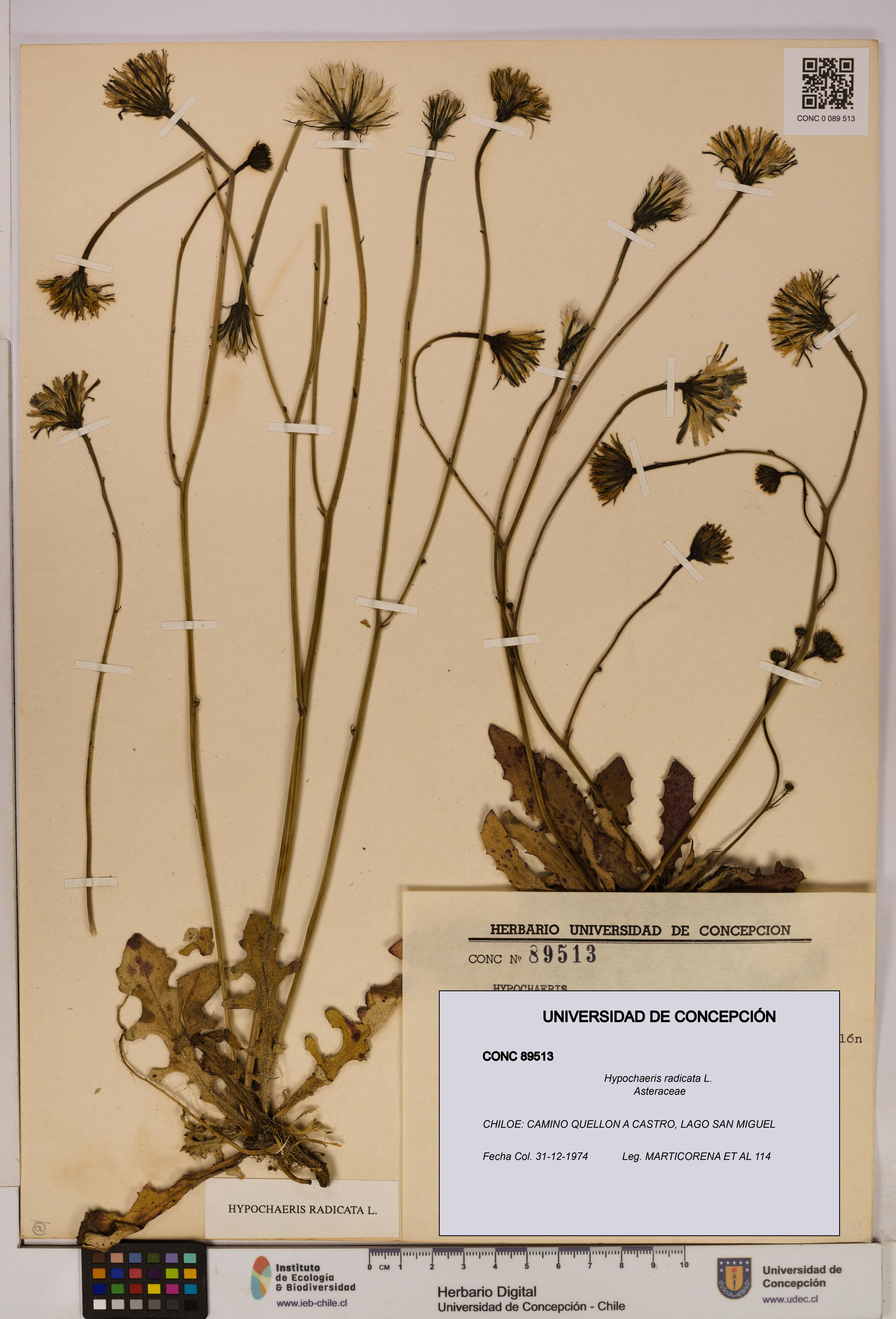 Hypochaeris radicata [Espécimen: UDEC:CONC:0089513]