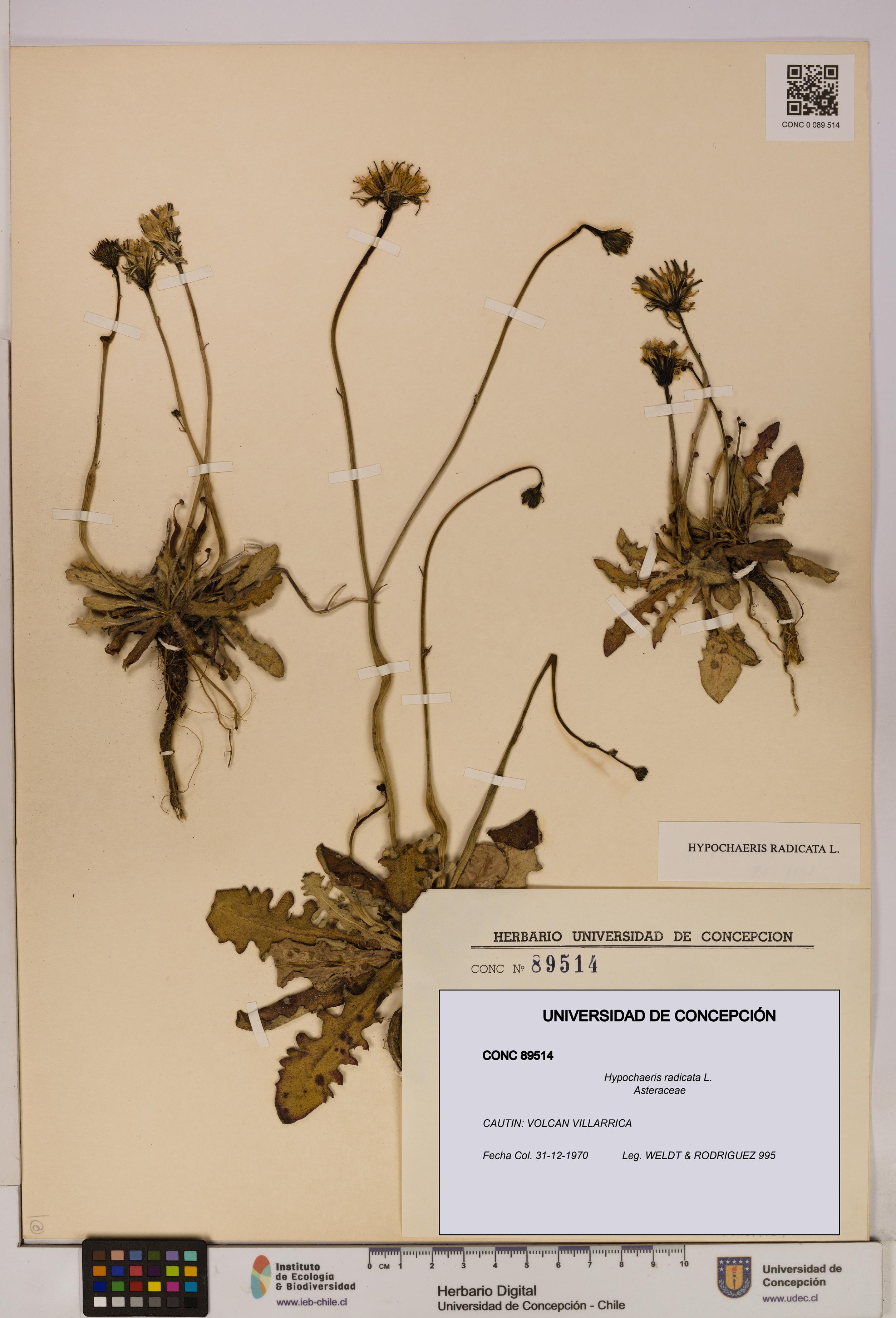 Hypochaeris radicata [Espécimen: UDEC:CONC:0089514]