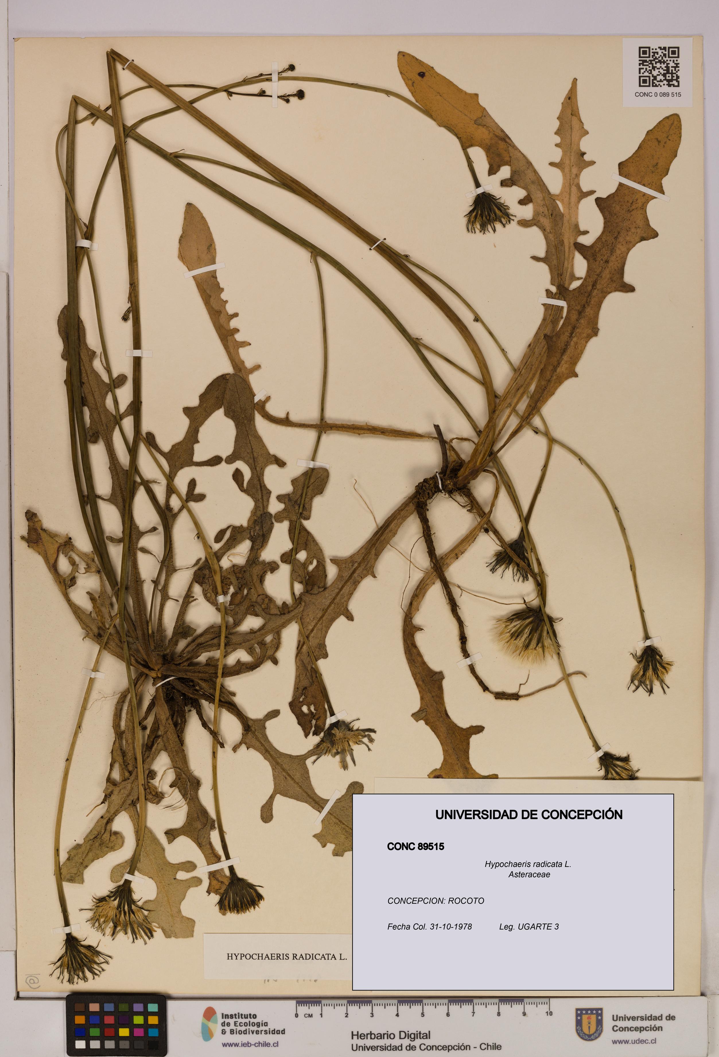 Hypochaeris radicata [Espécimen: UDEC:CONC:0089515]