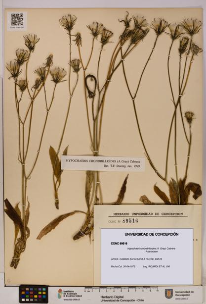 Hypochaeris chondrilloides [Espécimen: UDEC:CONC:0089516]