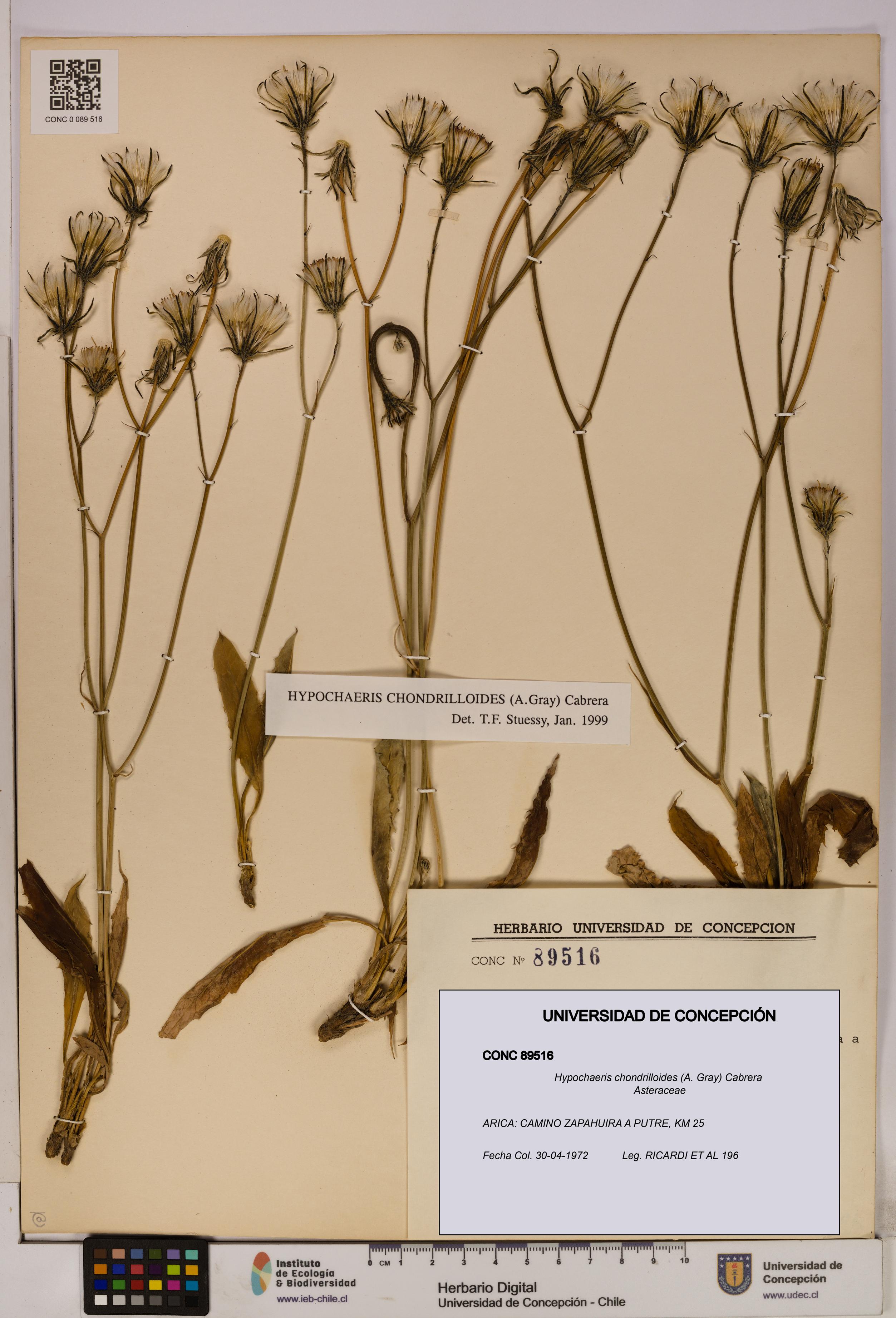 Hypochaeris chondrilloides [Espécimen: UDEC:CONC:0089516]