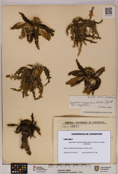 Hypochaeris meyeniana [Espécimen: UDEC:CONC:0089517]