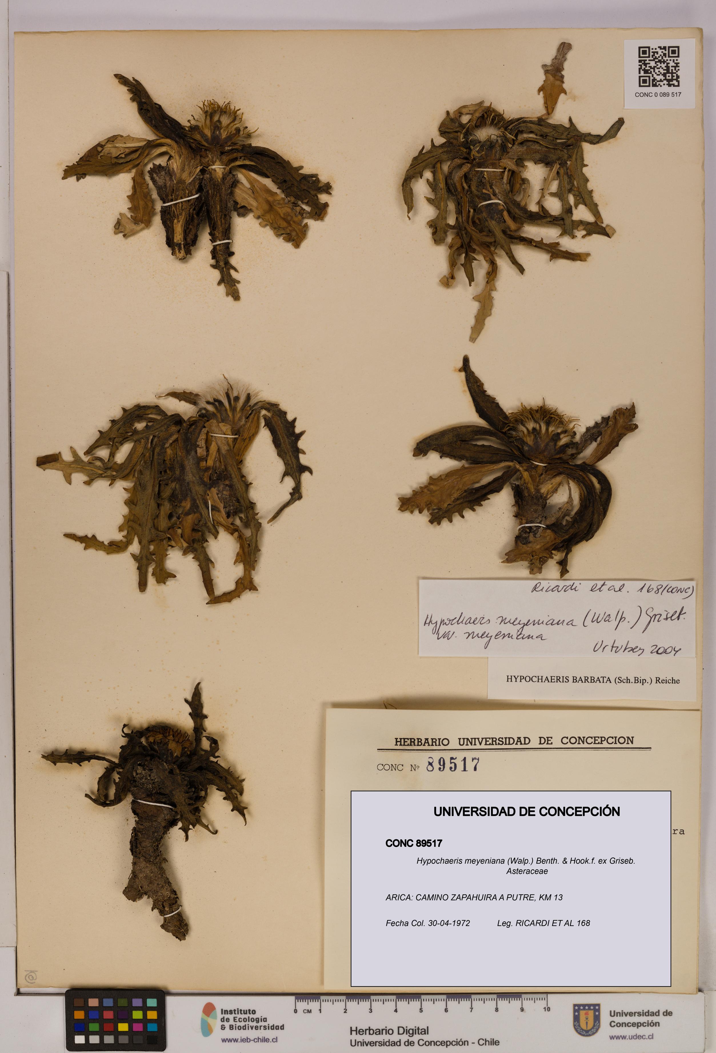 Hypochaeris meyeniana [Espécimen: UDEC:CONC:0089517]