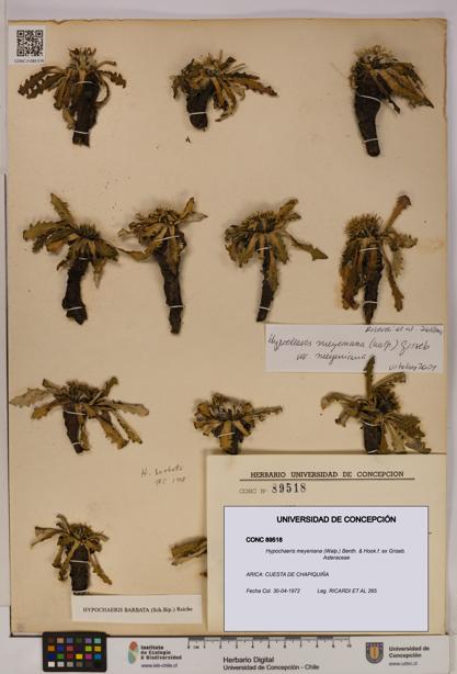 Hypochaeris meyeniana [Espécimen: UDEC:CONC:0089518]