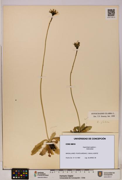 Hypochaeris glabra [Espécimen: UDEC:CONC:0089519]