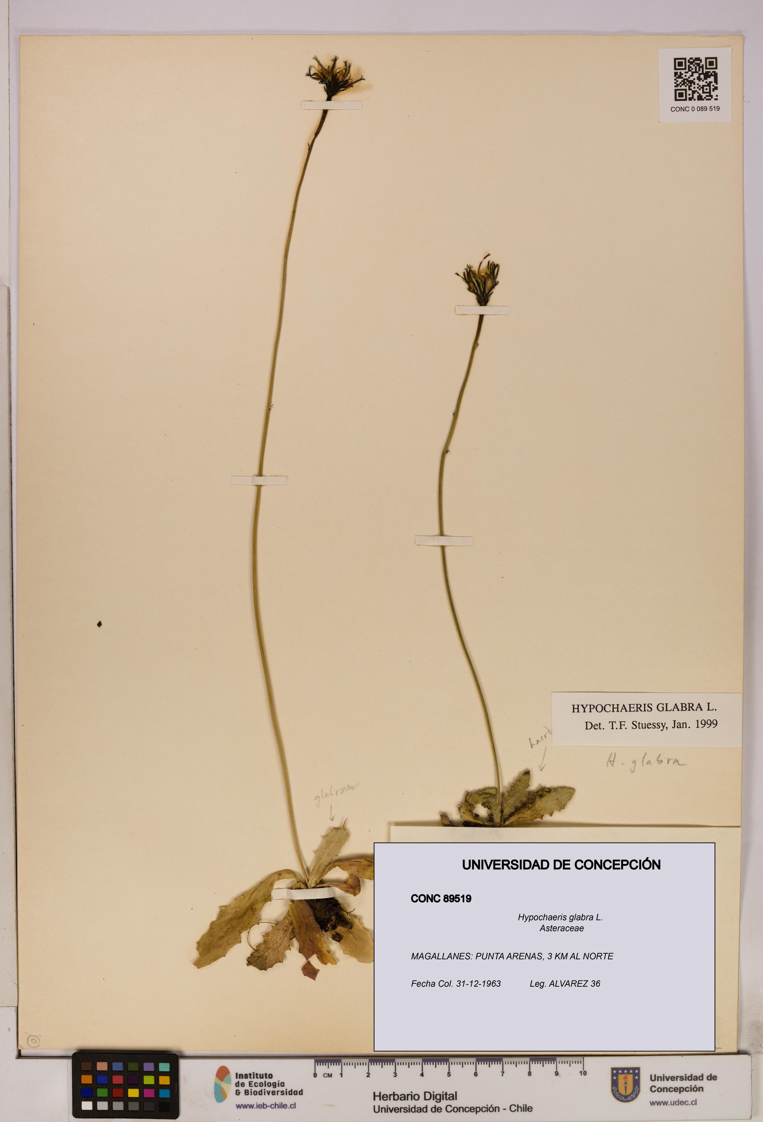 Hypochaeris glabra [Espécimen: UDEC:CONC:0089519]