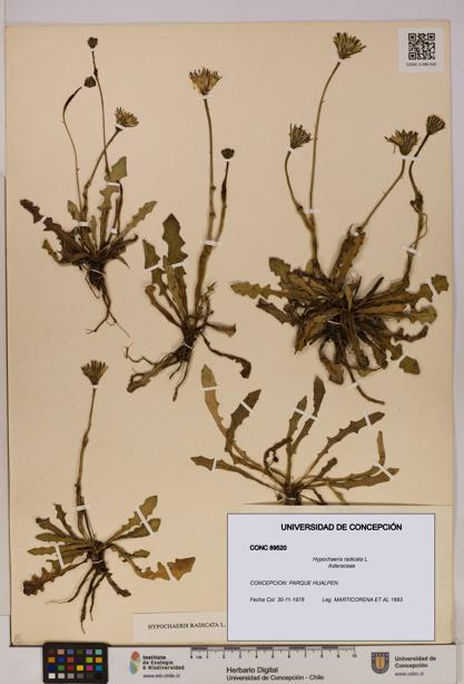 Hypochaeris radicata [Espécimen: UDEC:CONC:0089520]