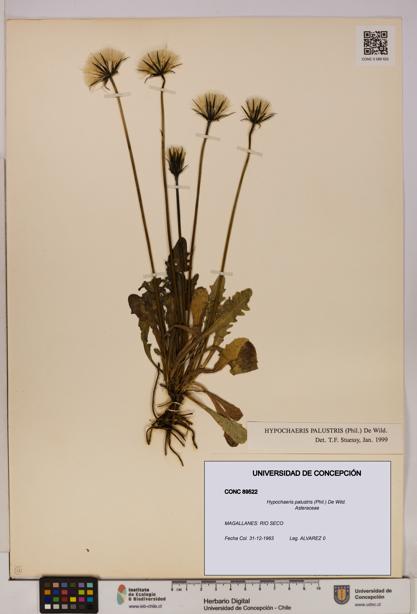 Hypochaeris palustris [Espécimen: UDEC:CONC:0089522]