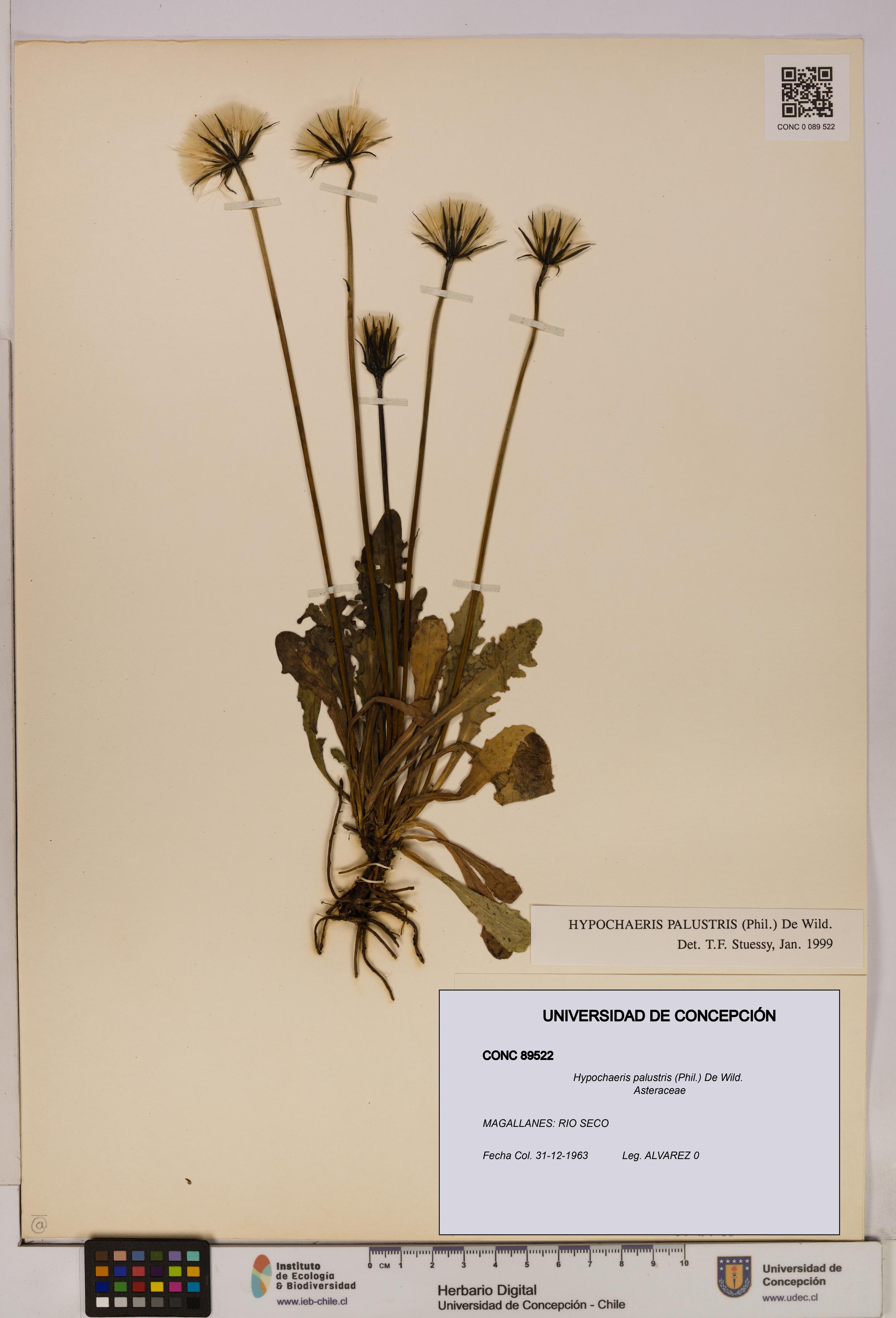 Hypochaeris palustris [Espécimen: UDEC:CONC:0089522]