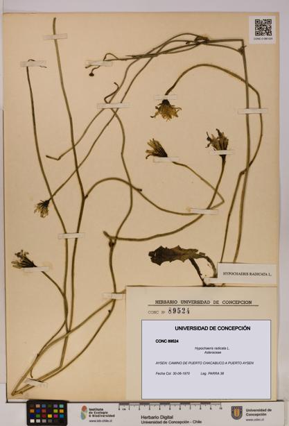 Hypochaeris radicata [Espécimen: UDEC:CONC:0089524]