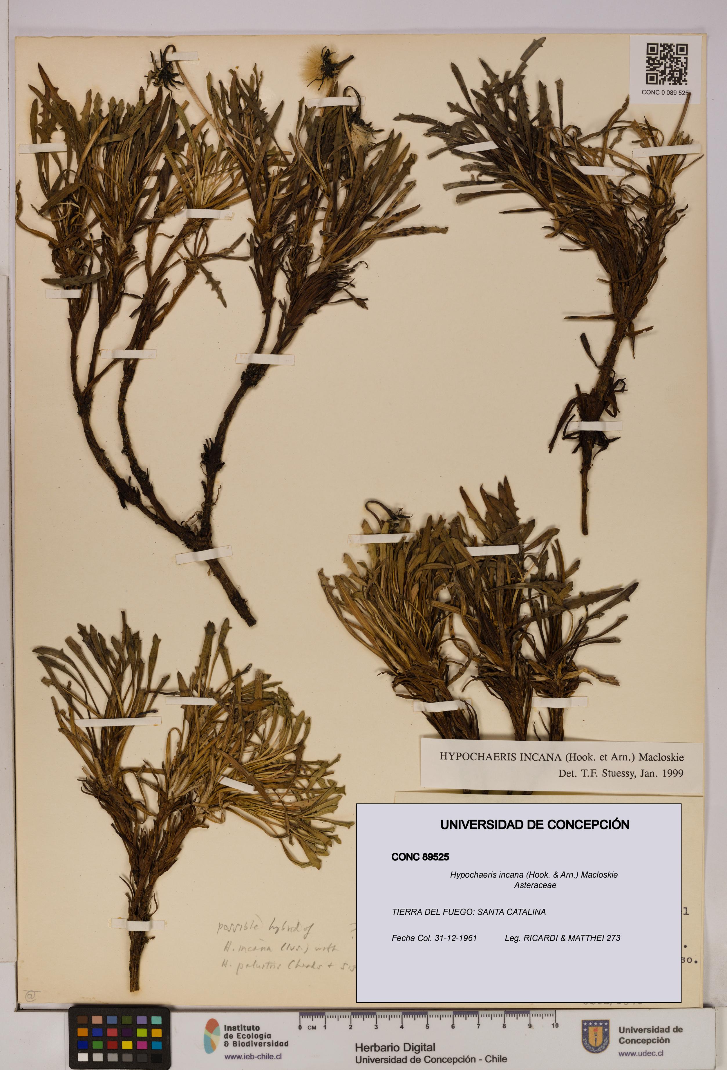 Hypochaeris incana [Espécimen: UDEC:CONC:0089525]