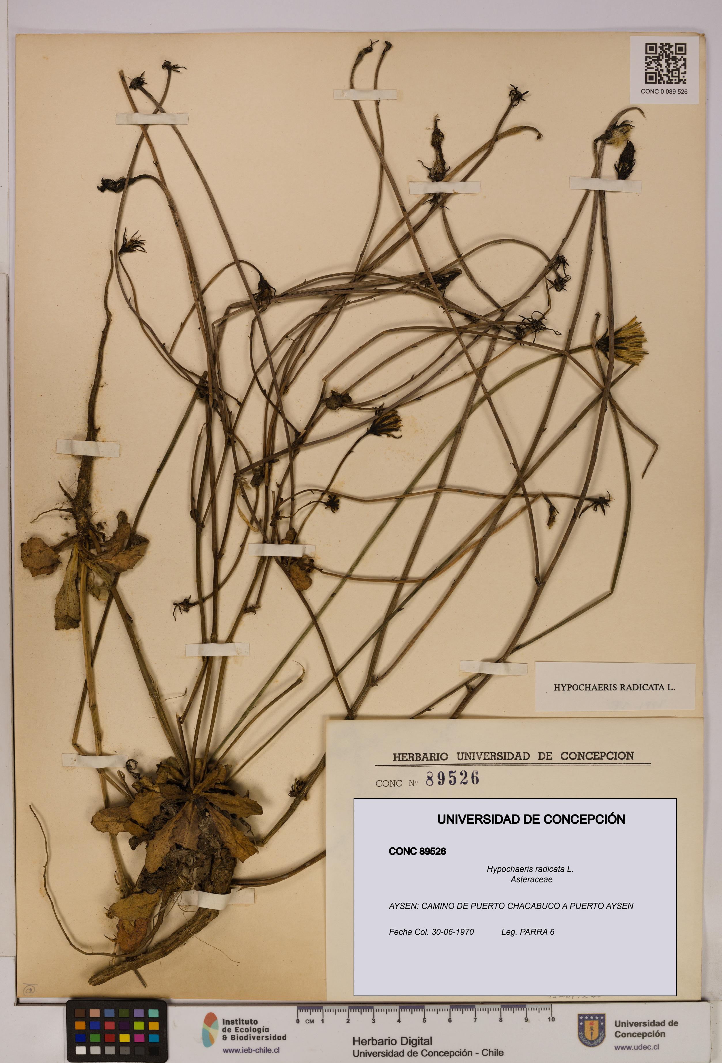 Hypochaeris radicata [Espécimen: UDEC:CONC:0089526]