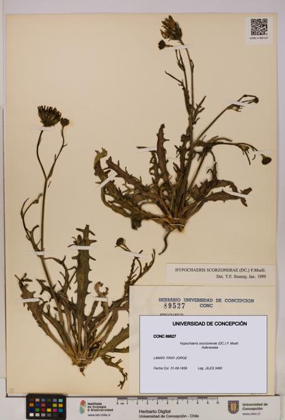 Hypochaeris scorzonerae [Espécimen: UDEC:CONC:0089527]