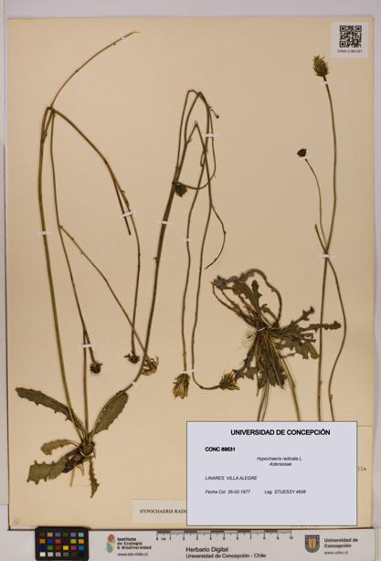 Hypochaeris radicata [Espécimen: UDEC:CONC:0089531]