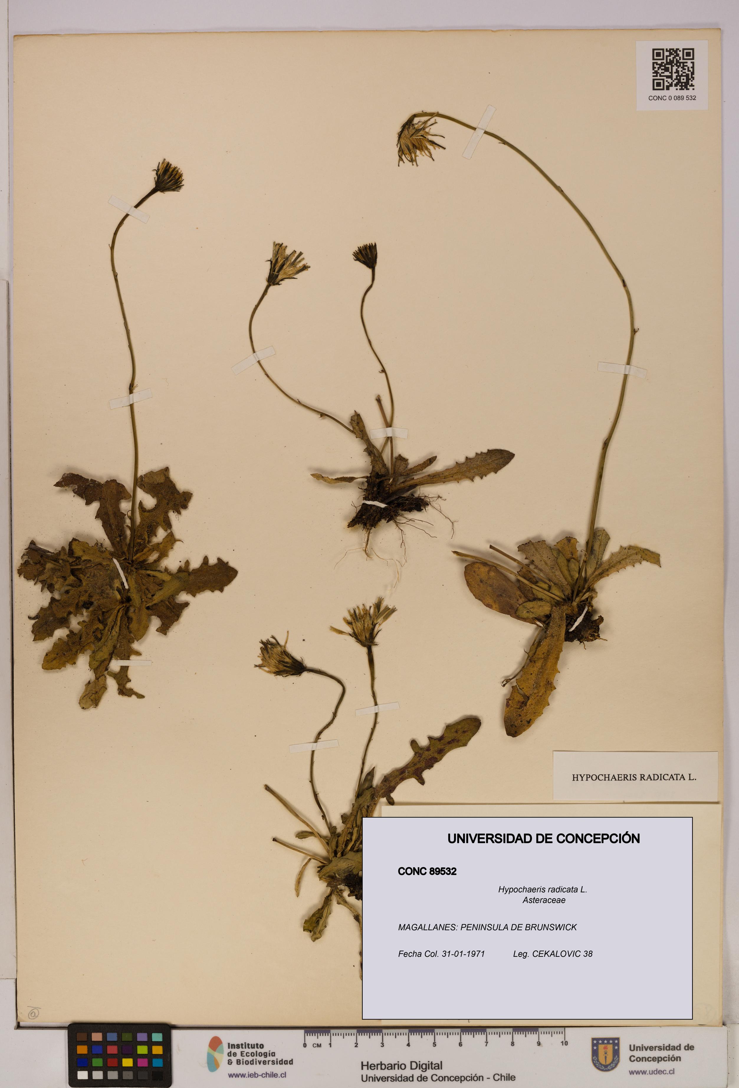 Hypochaeris radicata [Espécimen: UDEC:CONC:0089532]