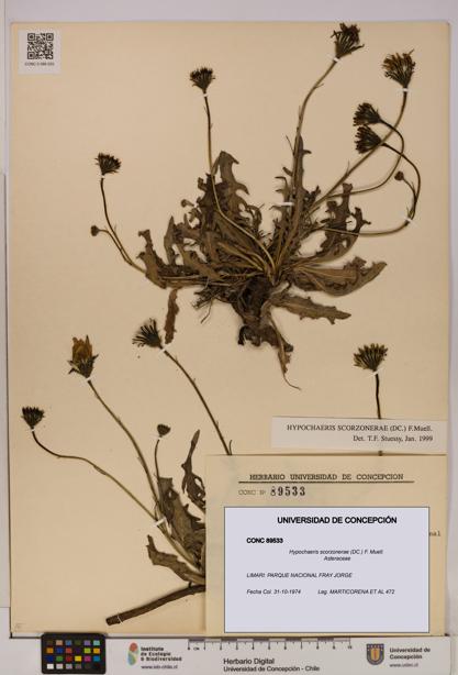 Hypochaeris scorzonerae [Espécimen: UDEC:CONC:0089533]