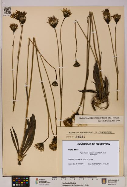 Hypochaeris scorzonerae [Espécimen: UDEC:CONC:0089534]