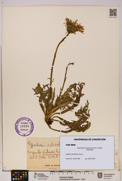 Hypochaeris scorzonerae [Espécimen: UDEC:CONC:0089536]