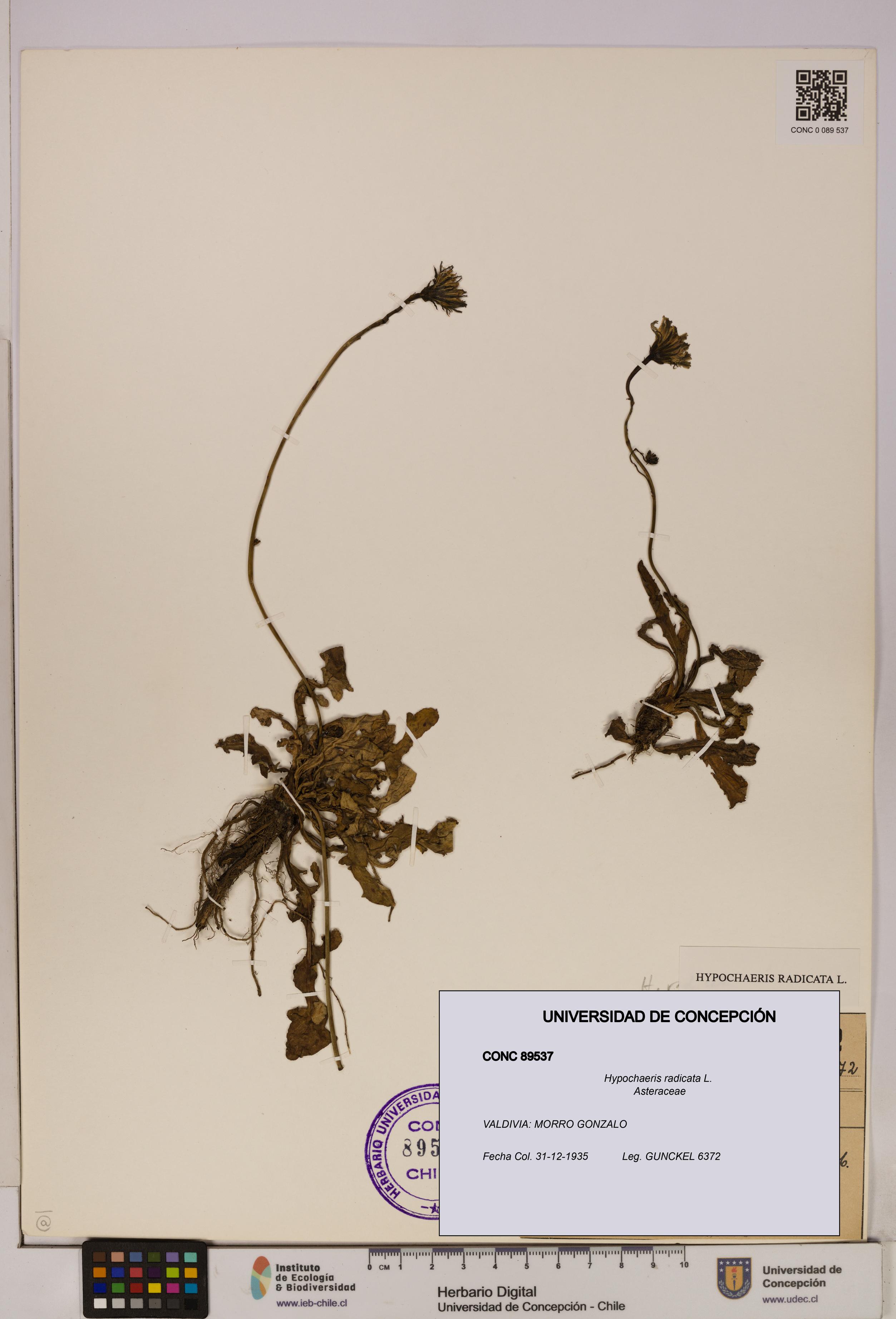 Hypochaeris radicata [Espécimen: UDEC:CONC:0089537]