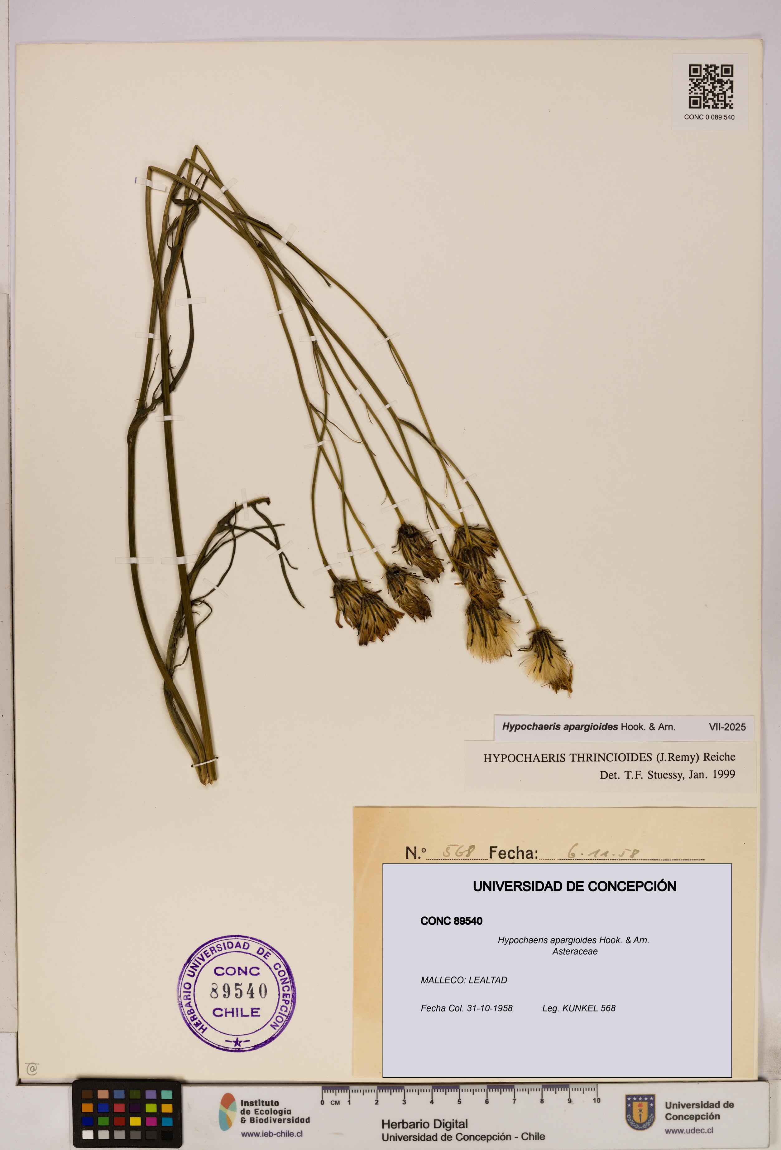 Hypochaeris apargioides [Espécimen: UDEC:CONC:0089540]