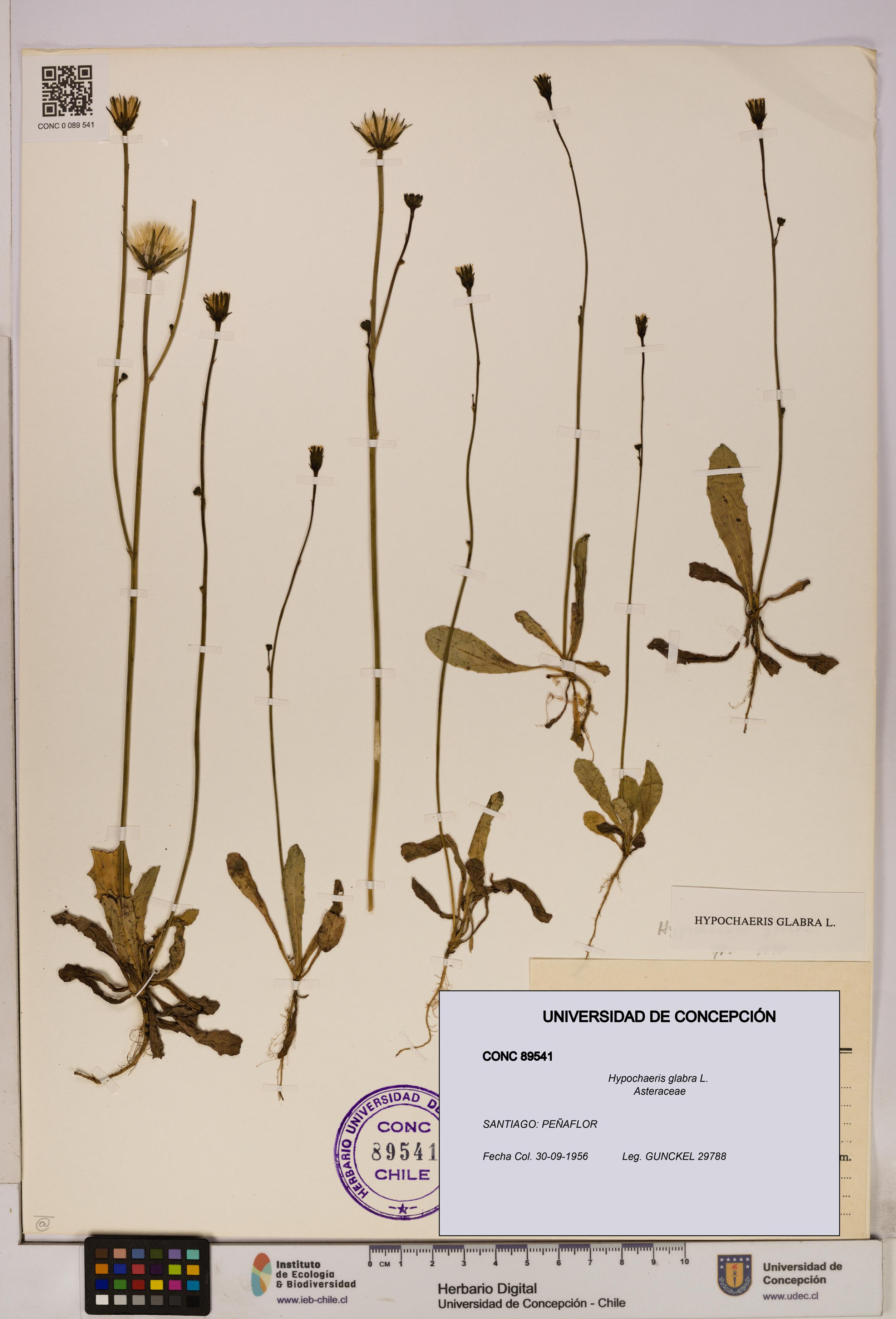 Hypochaeris glabra [Espécimen: UDEC:CONC:0089541]