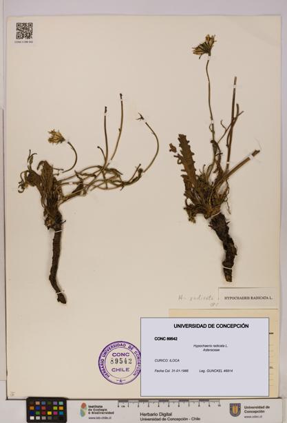 Hypochaeris radicata [Espécimen: UDEC:CONC:0089542]