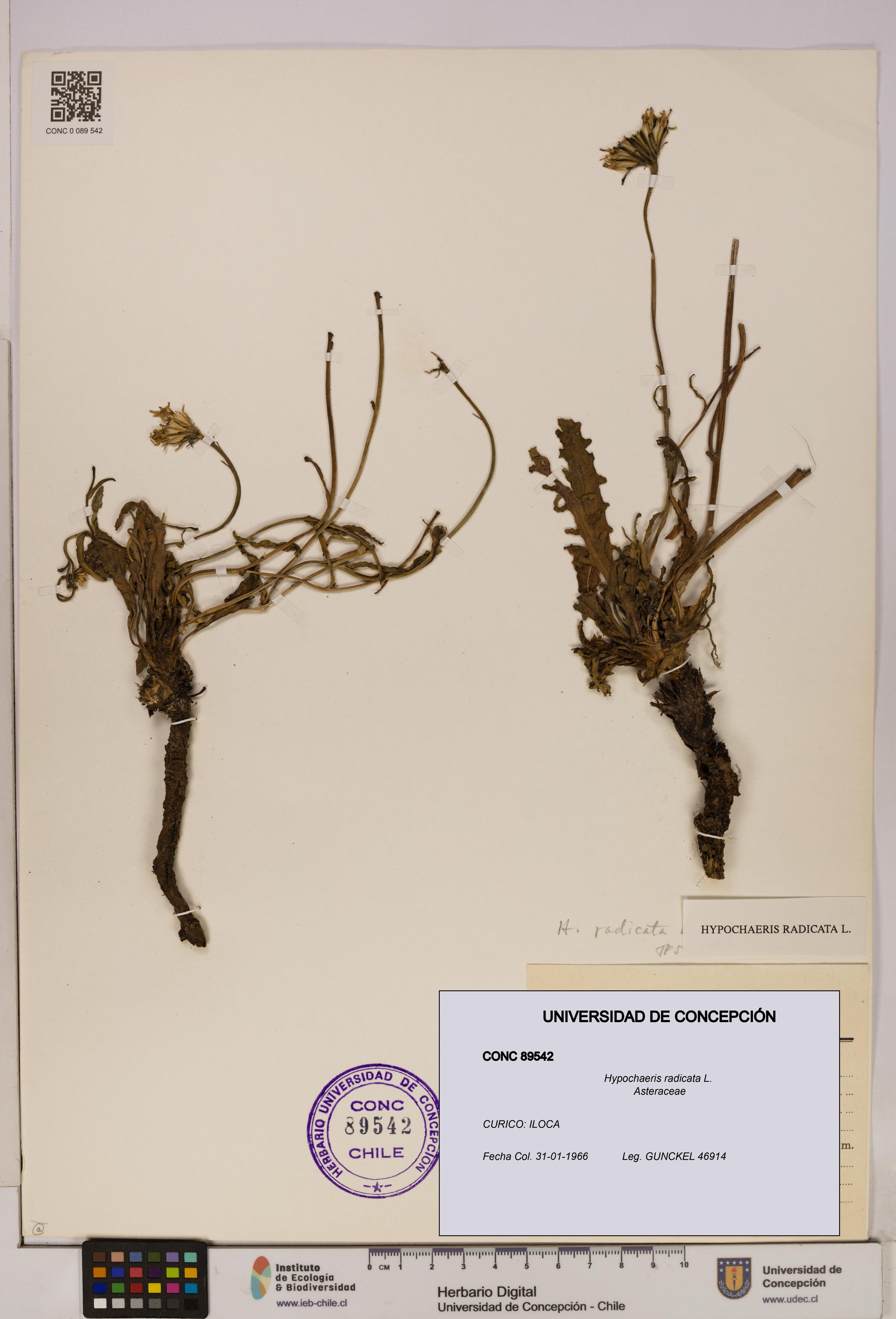 Hypochaeris radicata [Espécimen: UDEC:CONC:0089542]