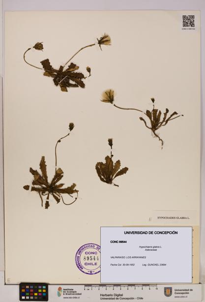 Hypochaeris glabra [Espécimen: UDEC:CONC:0089544]