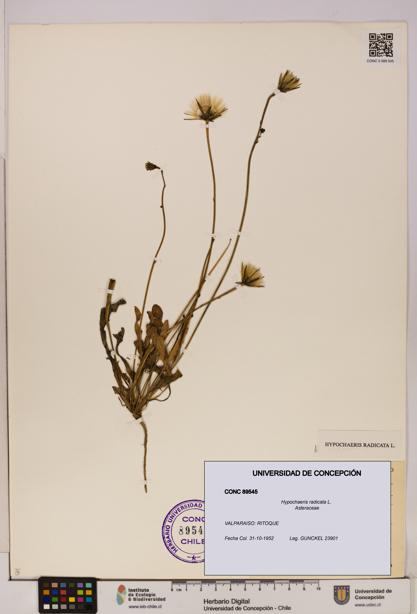 Hypochaeris radicata [Espécimen: UDEC:CONC:0089545]